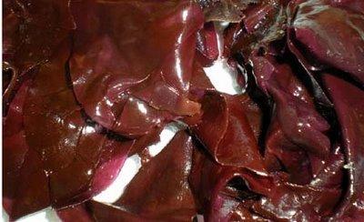 Algue Comestible - La Dulse