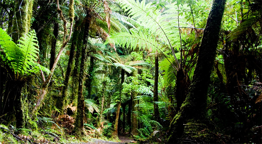 La forêt, le poumon terrestre