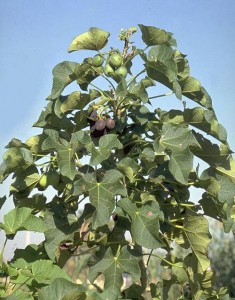 Le Jatropha Curcas