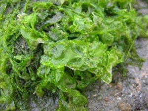 L'algue verte servant pour produire du biocarburant