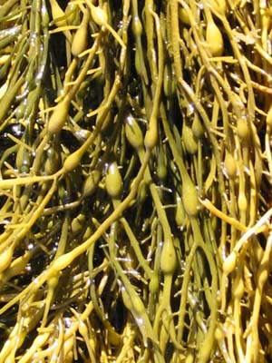 Variété d'algues : l'Ascophyllum