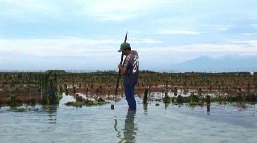 La culture d'algues en Indonésie