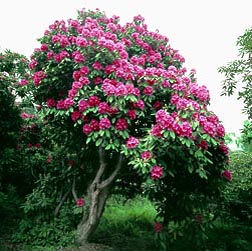 Rhododendron indicum