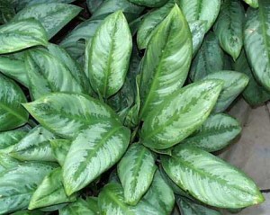 L'aglaonéma, une plante dépolluante L'aglaonéma, une plante dépolluante