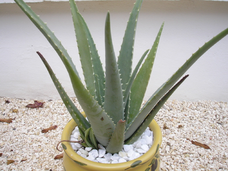 Aloe Vera comme plante dépolluante