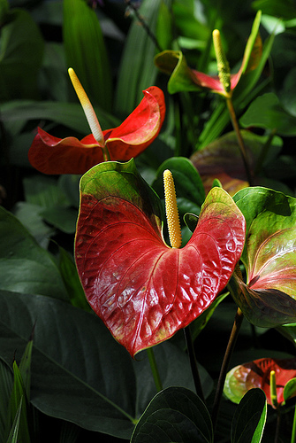 L'anthurium comme plante depolluante