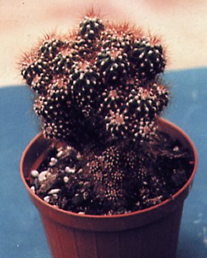 Le cactus du perou, une plante-depolluante