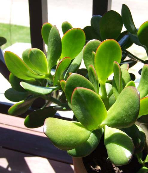 La crassula comme plante dépolluante