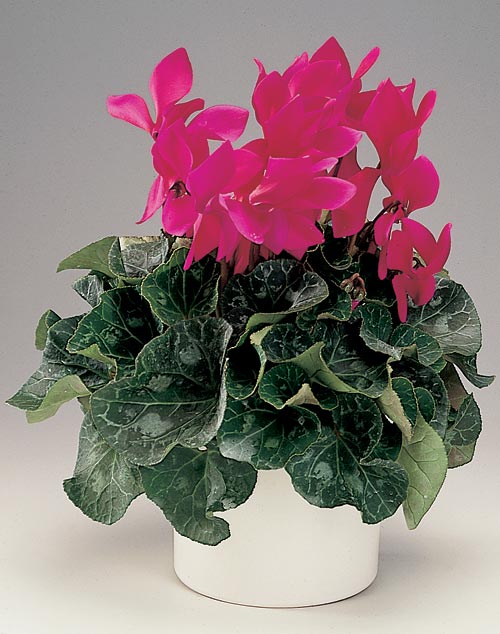 Le cyclamen est une plante depolluante