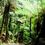 plantes dépolluantes