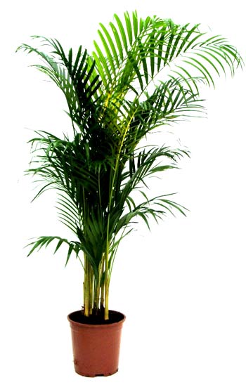 Palmier Areca comme plante dépolluante