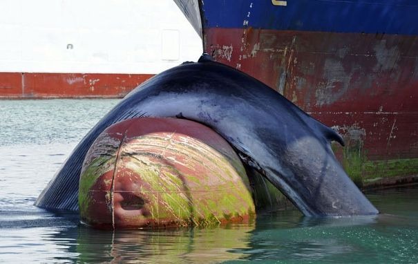 Image rapportée par une sentinelle du cadavre d'une baleine sur la proue d'un bateau a marseille le 2 juin 2012