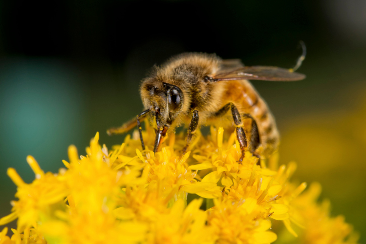 sauvons les abeilles