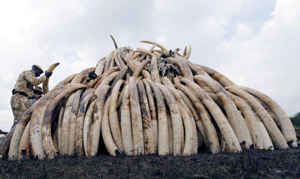 Reprise du trafic d’ivoire des éléphants d'Afrique