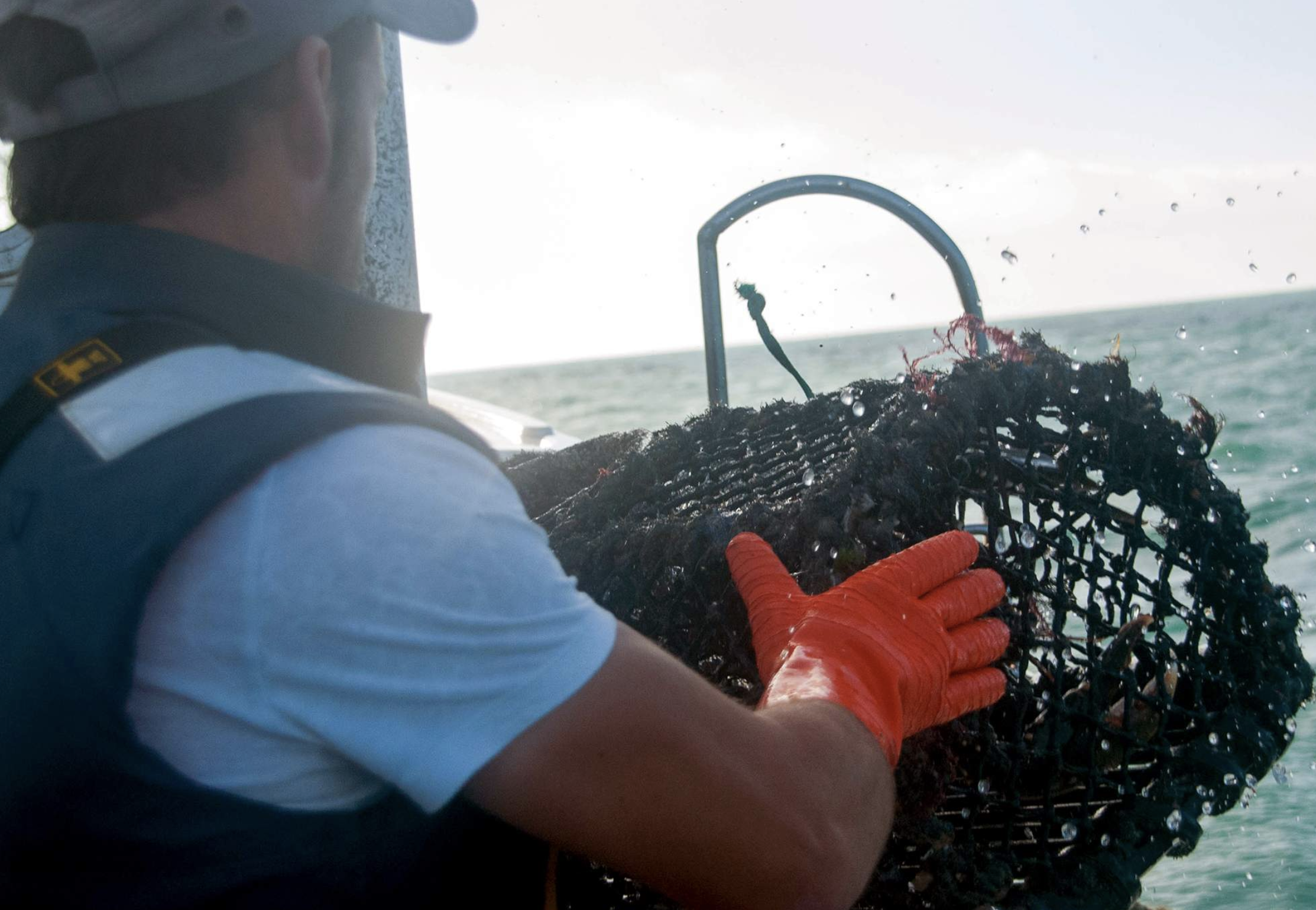 les pêcheurs de homard de Cotentin 