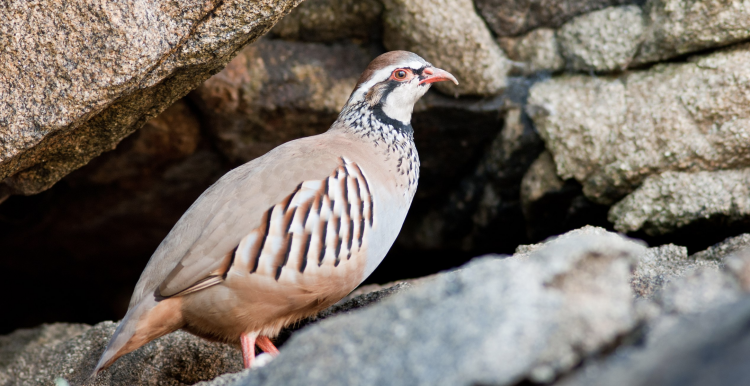 la perdix rouge est en dander