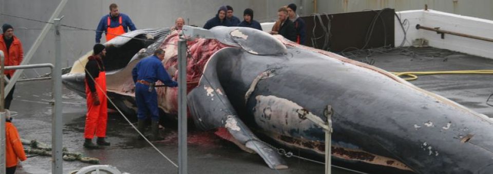 ARRÊTONS LA BOUCHERIE DE BALEINE