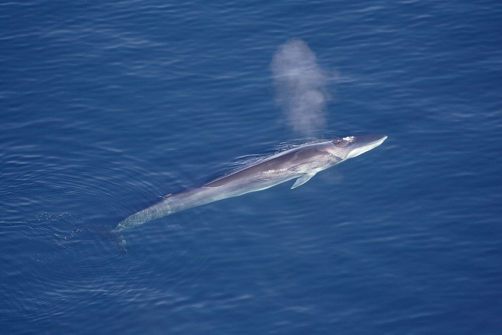 le rorqual commun