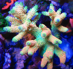 un corail bioluminescent