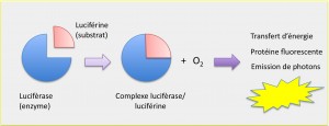 schema-bioluminosite