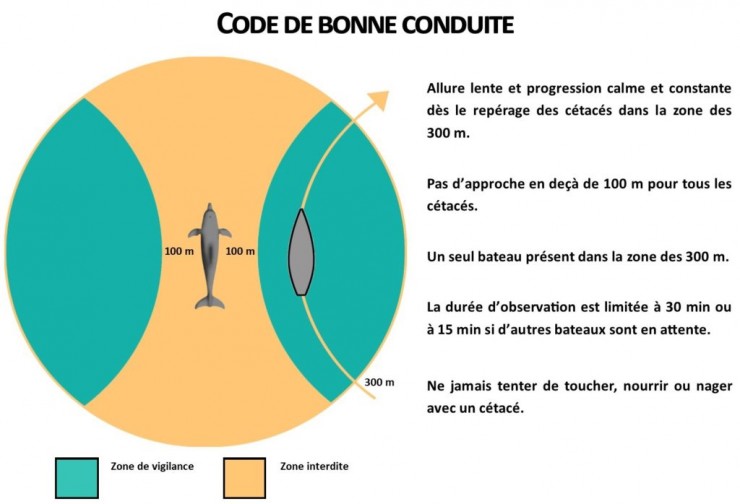 conseil observation cétacé