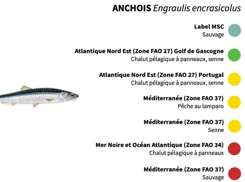 les pêcheries et zone de pêche pour l'anchois