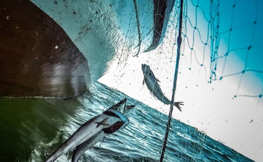 Quel poisson manger ?