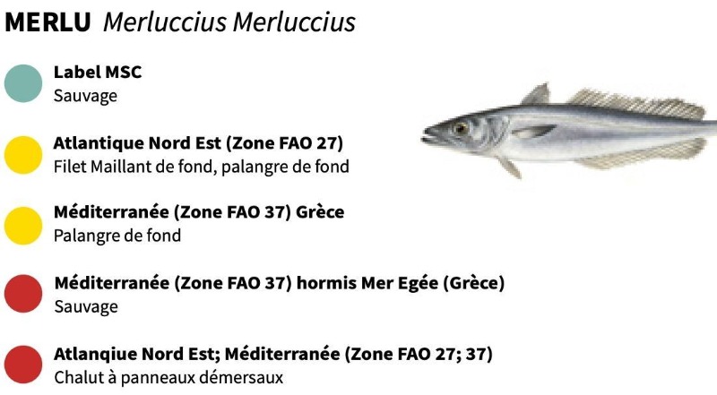 les pêcheries et zone de pêche pour le merlu