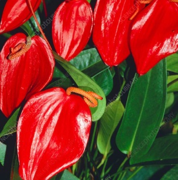 Anthurium scherzerianum (signifie langue de feu)