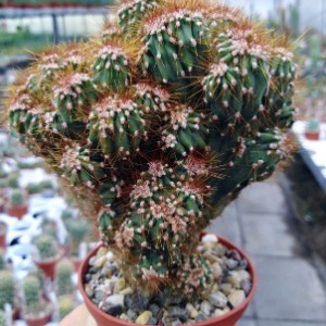 Cereus peruvianus