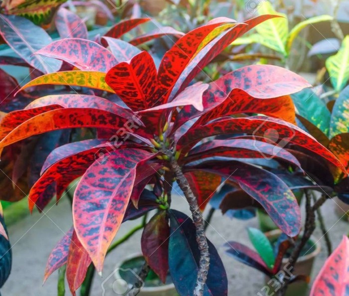 Croton ou Codiaeum variegatum