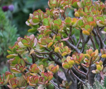 Crassula Ovata