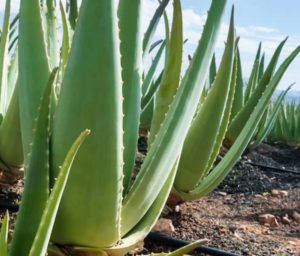 Aloe vera en pleine terre