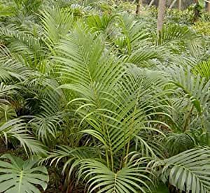 chrysalidocarpus lutescens