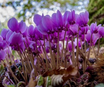 le cyclamen de Perse