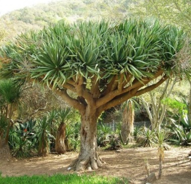 Le dragonnier (Dracaena marginata)