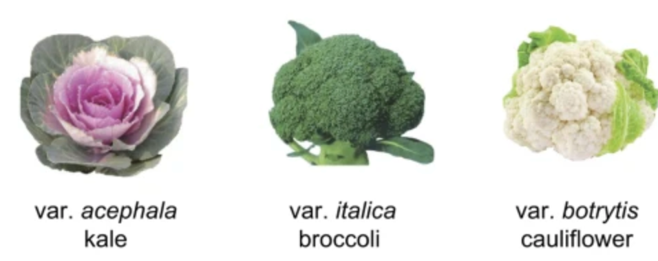 Brassica