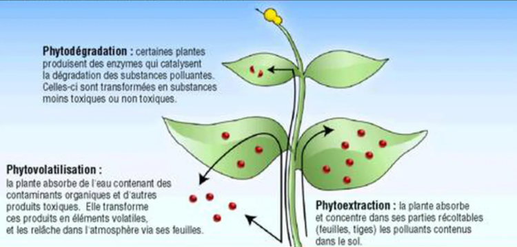 La phytoremédiation est la dépollution des sols