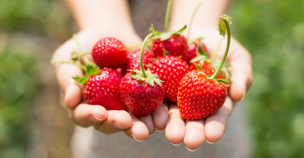 la fraise charlotte