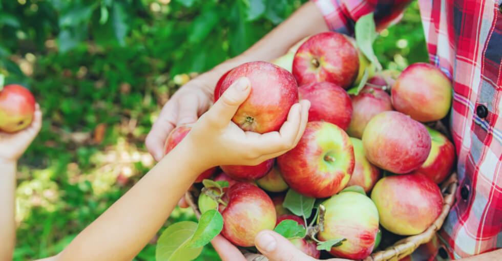 La pomme pousse en été