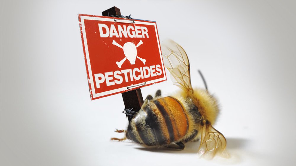 Néonicotinoïdes = mort des abeilles
