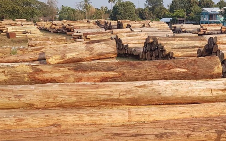 130 tonnes de teck abattus en birmanie