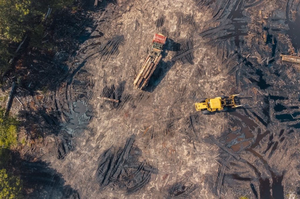 Le trafic illégal de bois serait aujourd’hui le deuxième plus grand secteur criminel au monde après le secteur de la drogue.