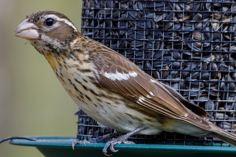 graines de tournesol pour oiseaux