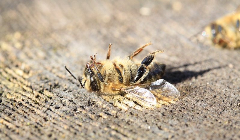 pesticides tuent les abeilles