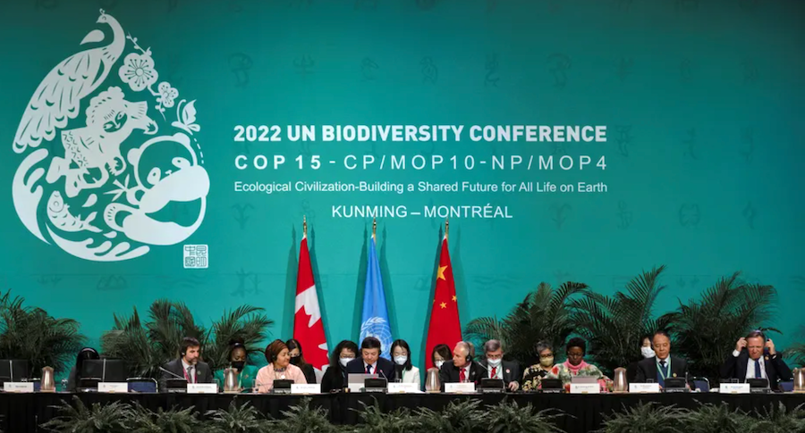 COP 15 sur la biodiversité de Montréal : quel bilan ?